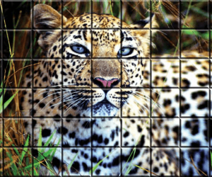 A donor recognition design mural made of 4x4 tiles that creates an image of a leopard laying down in grass